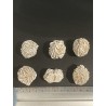 Rose des sables - Brut PM