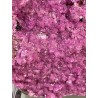 Cobaltocalcite cristallisée zoomée - pièce unique.